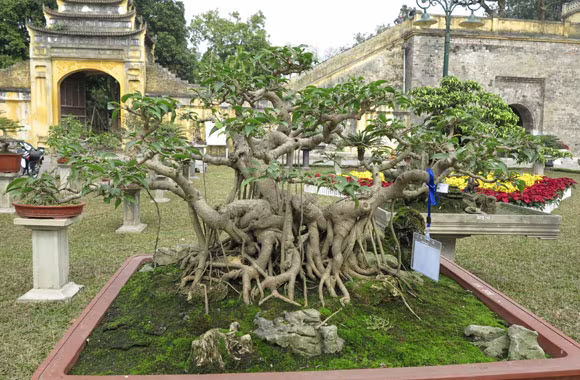 Ngỡ ngàng "lạc" vào vườn cây cảnh bạc tỉ ảnh 20 Ngỡ ngàng "lạc" vào vườn cây cảnh bạc tỉ ảnh 20