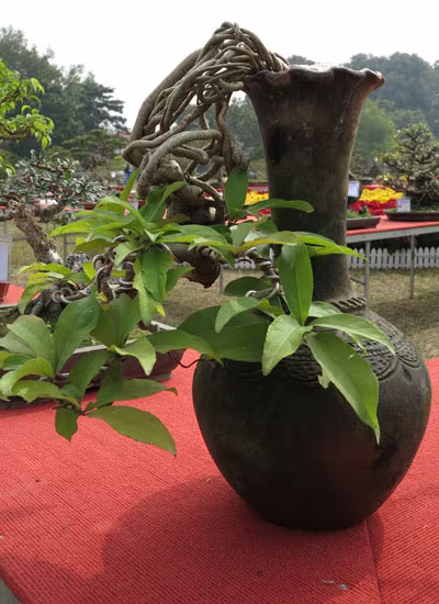 Ngỡ ngàng "lạc" vào vườn cây cảnh bạc tỉ ảnh 11 Ngỡ ngàng "lạc" vào vườn cây cảnh bạc tỉ ảnh 11