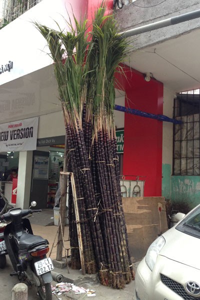 Lộc lá tràn đường, đợi đón Giao thừa ảnh 4 Lộc lá tràn đường, đợi đón Giao thừa ảnh 4