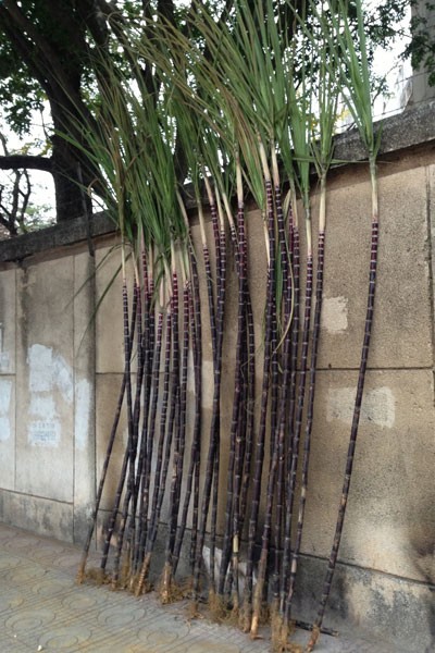 Lộc lá tràn đường, đợi đón Giao thừa ảnh 6 Lộc lá tràn đường, đợi đón Giao thừa ảnh 6