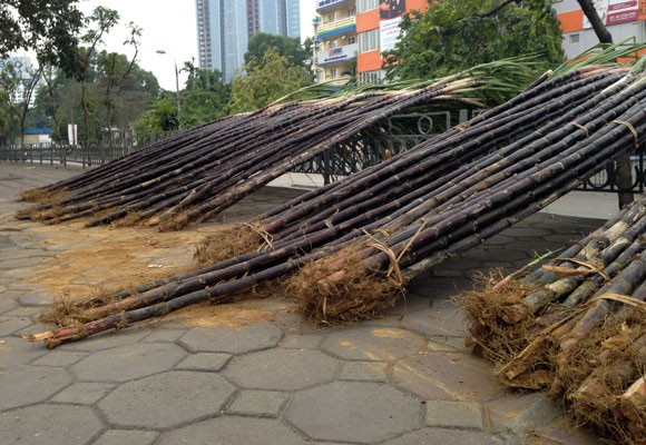 Lộc lá tràn đường, đợi đón Giao thừa ảnh 2 Lộc lá tràn đường, đợi đón Giao thừa ảnh 2