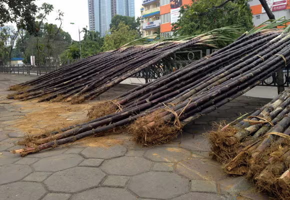 Lộc lá tràn đường, đợi đón Giao thừa ảnh 2