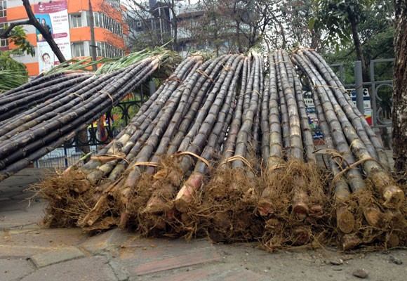 Lộc lá tràn đường, đợi đón Giao thừa ảnh 3 Lộc lá tràn đường, đợi đón Giao thừa ảnh 3