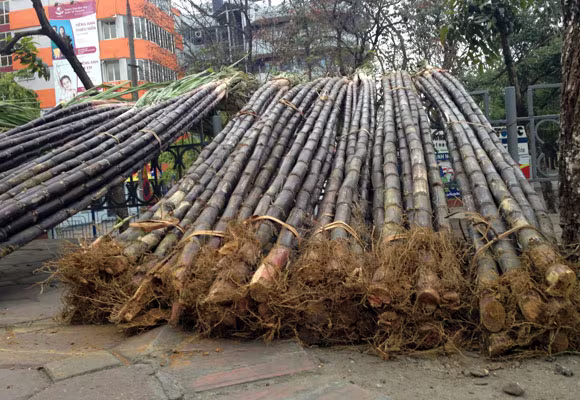 Lộc lá tràn đường, đợi đón Giao thừa ảnh 3