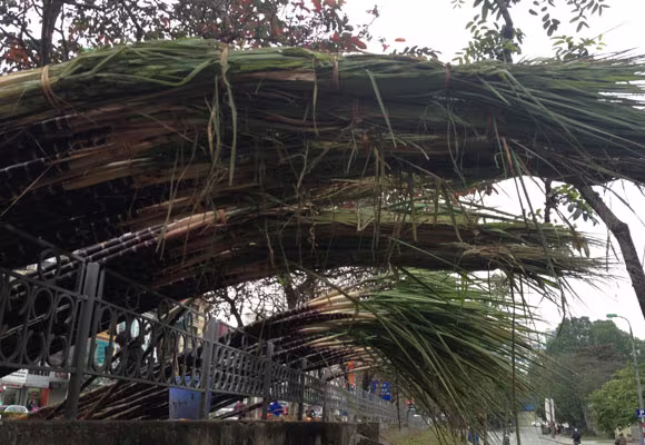 Lộc lá tràn đường, đợi đón Giao thừa ảnh 5