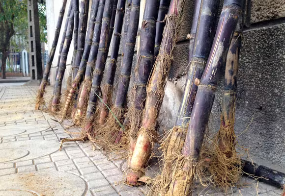 Lộc lá tràn đường, đợi đón Giao thừa ảnh 14