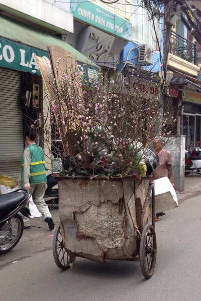 Xe chở rác ngập ngụa...hoa đào ảnh 2 Xe chở rác ngập ngụa...hoa đào ảnh 2