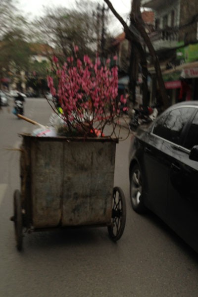 Xe chở rác ngập ngụa...hoa đào ảnh 11 Xe chở rác ngập ngụa...hoa đào ảnh 11