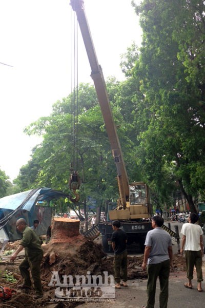 Xà cừ cổ thụ bật gốc, hạ gục nhà chờ xe buýt và cột điện ảnh 7 Xà cừ cổ thụ bật gốc, hạ gục nhà chờ xe buýt và cột điện ảnh 7