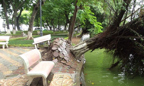 Hà Nội: Cây lớn bật gốc đổ vào nhà dân ảnh 6 Hà Nội: Cây lớn bật gốc đổ vào nhà dân ảnh 6