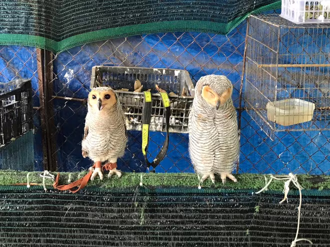 Những con chim hoang dã bị nuôi nhốt trong nhà