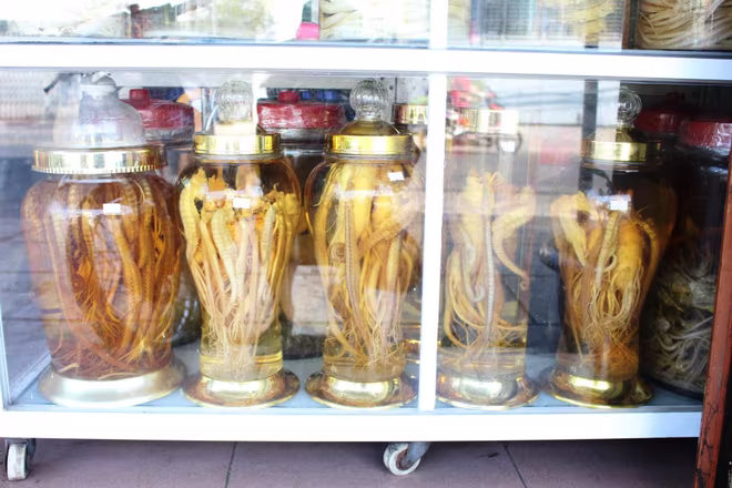 Số lượng cá ngựa trong tự nhiên tại Việt Nam đã suy giảm đáng kể do nạn săn bắt trái phép