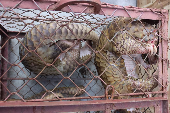 Tê tê là một trong các loài động vật hoang dã nguy cấp thường bị buôn bán và vận chuyển trái phép Tê tê là một trong các loài động vật hoang dã nguy cấp thường bị buôn bán và vận chuyển trái phép