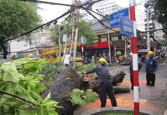 Cây cổ thụ bật gốc giữa phố, người đi đường hú vía ảnh 1 Cây cổ thụ bật gốc giữa phố, người đi đường hú vía ảnh 1
