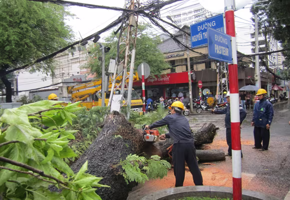 Cây cổ thụ bật gốc giữa phố, người đi đường hú vía ảnh 1 Cây cổ thụ bật gốc giữa phố, người đi đường hú vía ảnh 1