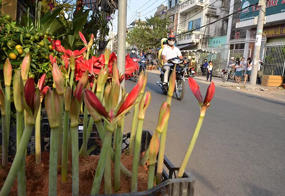 Mùa thuyền hoa về phố ảnh 3 Mùa thuyền hoa về phố ảnh 3