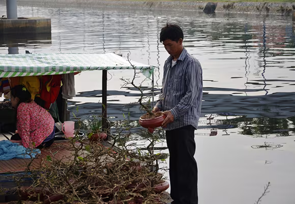 Mùa thuyền hoa về phố ảnh 4 Mùa thuyền hoa về phố ảnh 4