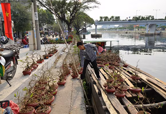 Mùa thuyền hoa về phố ảnh 5 Mùa thuyền hoa về phố ảnh 5