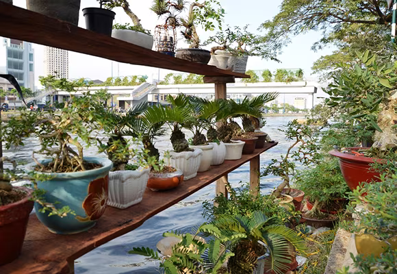 Mùa thuyền hoa về phố ảnh 6 Mùa thuyền hoa về phố ảnh 6