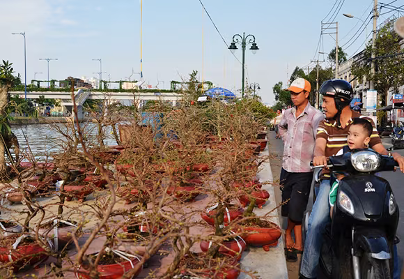 Mùa thuyền hoa về phố ảnh 7 Mùa thuyền hoa về phố ảnh 7