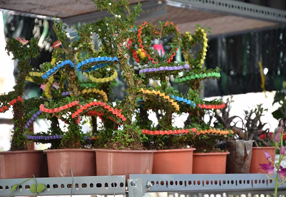 Mùa thuyền hoa về phố ảnh 8 Mùa thuyền hoa về phố ảnh 8