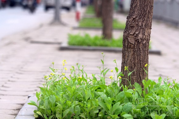 Chuyện không lạ ở phố Khương Đình mới ảnh 11 Chuyện không lạ ở phố Khương Đình mới ảnh 11