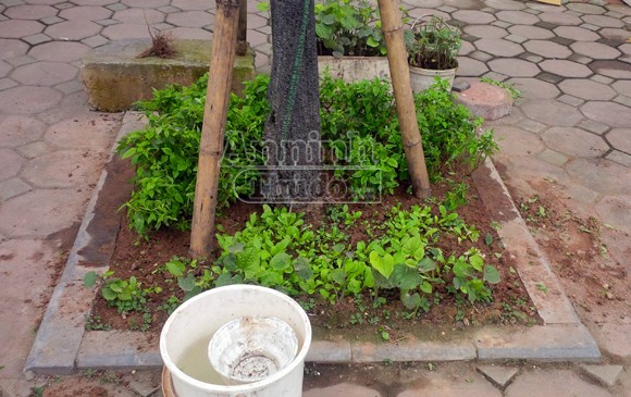 Chuyện không lạ ở phố Khương Đình mới ảnh 13 Chuyện không lạ ở phố Khương Đình mới ảnh 13