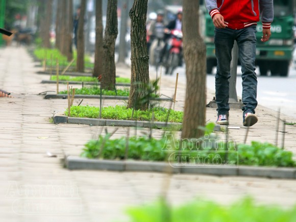 Chuyện không lạ ở phố Khương Đình mới ảnh 2 Chuyện không lạ ở phố Khương Đình mới ảnh 2