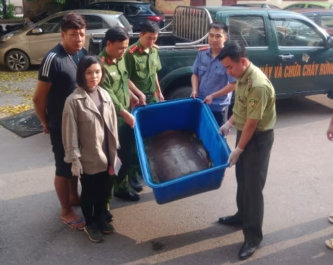 Cá thể rùa nặng 22kg cơ quan chức năng phát hiện thu giữ Cá thể rùa nặng 22kg cơ quan chức năng phát hiện thu giữ