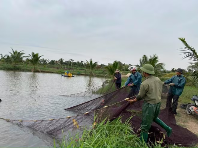 Mô hình “Hiệu quả kinh tế cao từ mô hình VAC” của anh Vũ Văn Quân, Phó Bí thư chi đoàn thôn Kỳ Sơn xã Tân Trào, huyện Kiến Thụy Mô hình “Hiệu quả kinh tế cao từ mô hình VAC” của anh Vũ Văn Quân, Phó Bí thư chi đoàn thôn Kỳ Sơn xã Tân Trào, huyện Kiến Thụy