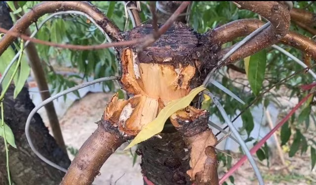 Hàng trăm gốc đào cổ thụ ghép bích đào bị đối tượng hủy hoại trong đêm