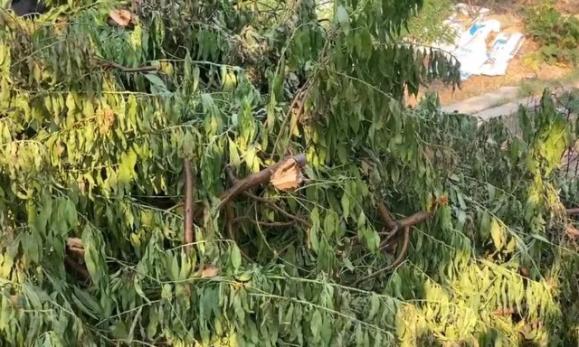 Số đào bị đối tượng phá hủy