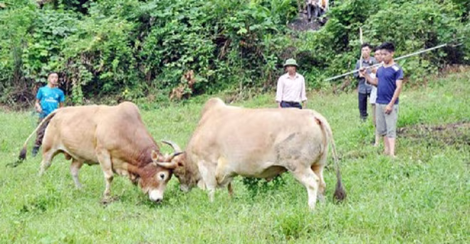 Ngăn hai con bò chọi nhau, bà T. không may bị bò húc thủng bụng (ảnh minh họa)