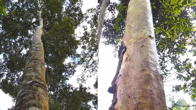 Nghiện ma túy nặng, nhóm thanh niên vào rừng bóc trộm vỏ quế của người dân Nghiện ma túy nặng, nhóm thanh niên vào rừng bóc trộm vỏ quế của người dân