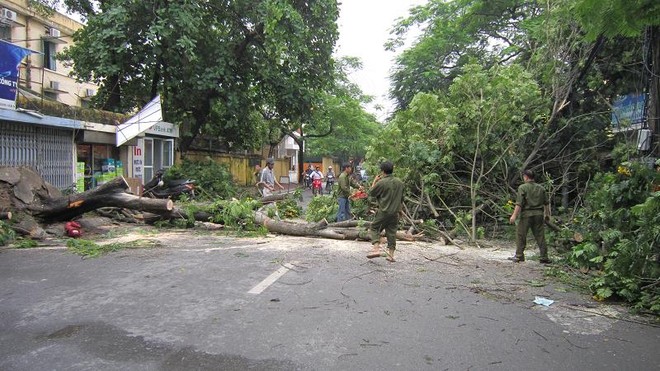Nhiều cây đổ, gãy do mưa lốc ảnh 1 Nhiều cây đổ, gãy do mưa lốc ảnh 1