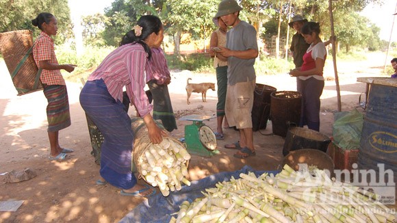Phiên chợ măng rừng miền sơn cước ảnh 1 Phiên chợ măng rừng miền sơn cước ảnh 1