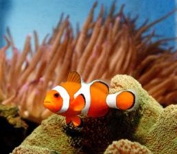 Cá hề sắp tuyệt chủng vì… Nemo ảnh 1 Cá hề sắp tuyệt chủng vì… Nemo ảnh 1