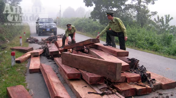 Phát hiện 46 phách gỗ lậu dưới chân đèo ảnh 1 Phát hiện 46 phách gỗ lậu dưới chân đèo ảnh 1