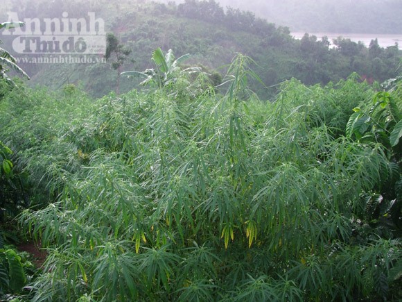 Lén trồng cả trăm cây cần sa trong rẫy cà phê ảnh 1 Lén trồng cả trăm cây cần sa trong rẫy cà phê ảnh 1
