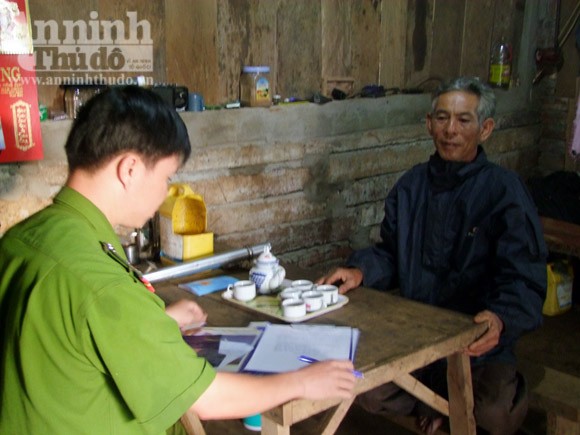Lén trồng cả trăm cây cần sa trong rẫy cà phê ảnh 2 Lén trồng cả trăm cây cần sa trong rẫy cà phê ảnh 2