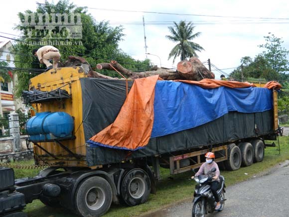 Trâm cổ thụ trăm tuổi bị đốn hạ, bán sang Trung Quốc ảnh 1 Trâm cổ thụ trăm tuổi bị đốn hạ, bán sang Trung Quốc ảnh 1