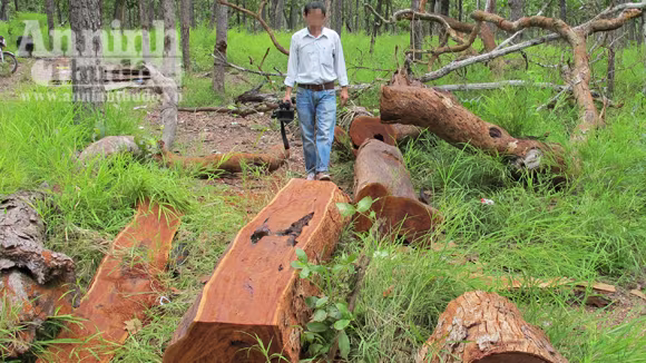 Vườn quốc gia Yok Đôn: Rừng vẫn "chảy máu" ảnh 1 Vườn quốc gia Yok Đôn: Rừng vẫn "chảy máu" ảnh 1