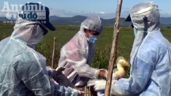 Quảng Bình: Công bố hết dịch cúm gia cầm H5N1 ảnh 1 Quảng Bình: Công bố hết dịch cúm gia cầm H5N1 ảnh 1