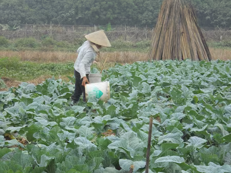 5-10% số người dân bị nhiễm "amip ăn não người" ảnh 2 5-10% số người dân bị nhiễm "amip ăn não người" ảnh 2