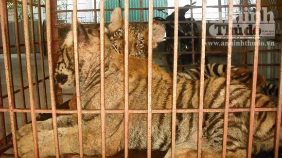 Chùm ảnh hai chú hổ vừa được tịch thu tại Nghệ An ảnh 2 Chùm ảnh hai chú hổ vừa được tịch thu tại Nghệ An ảnh 2