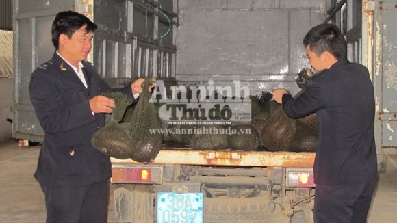 Bắt giữ vụ vận chuyển trái phép 500kg tê tê ảnh 1 Bắt giữ vụ vận chuyển trái phép 500kg tê tê ảnh 1