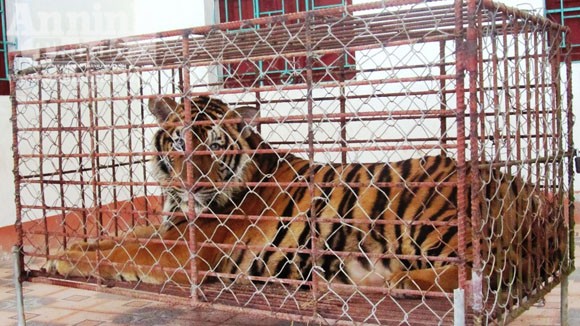 Chùm ảnh về chú hổ nặng 170kg đang chờ xử lý ảnh 5 Chùm ảnh về chú hổ nặng 170kg đang chờ xử lý ảnh 5