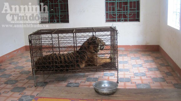 Chùm ảnh về chú hổ nặng 170kg đang chờ xử lý ảnh 1 Chùm ảnh về chú hổ nặng 170kg đang chờ xử lý ảnh 1