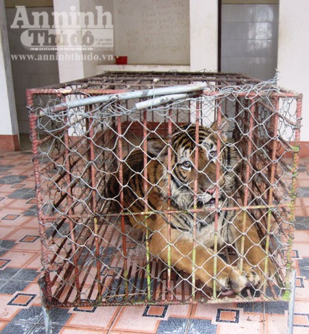 Chùm ảnh về chú hổ nặng 170kg đang chờ xử lý ảnh 3 Chùm ảnh về chú hổ nặng 170kg đang chờ xử lý ảnh 3