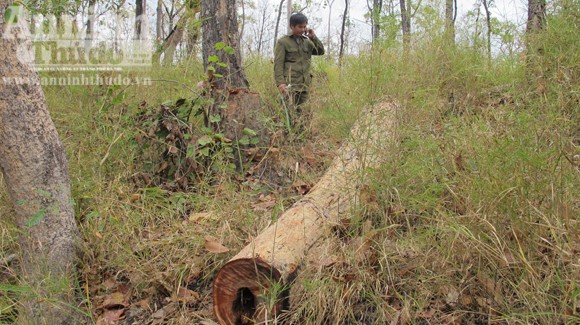Rừng Yok Đôn: “Hết nạc…lâm tặc vạc đến tận xương!” ảnh 4 Rừng Yok Đôn: “Hết nạc…lâm tặc vạc đến tận xương!” ảnh 4